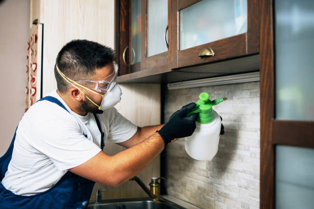 Best Flea Control Services  in Big Sandy, TX