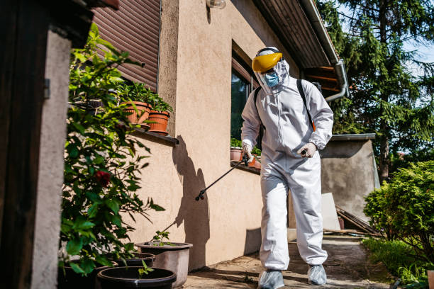 Best Wasp Removal Services  in Big Sandy, TX