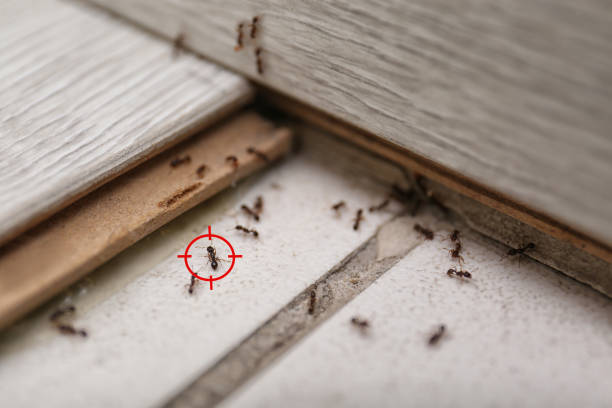 Best Best Pest Control Companies  in Big Sandy, TX