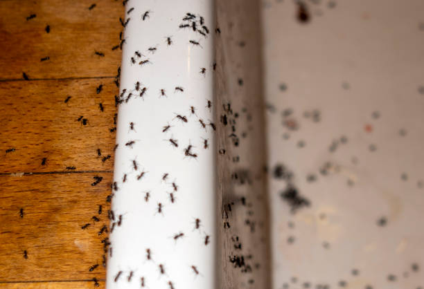 Best Pest Removal Services  in Big Sandy, TX