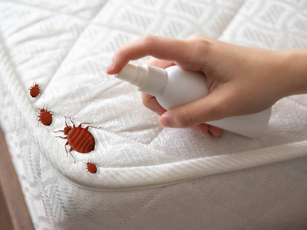 Best Residential Pest Control  in Big Sandy, TX