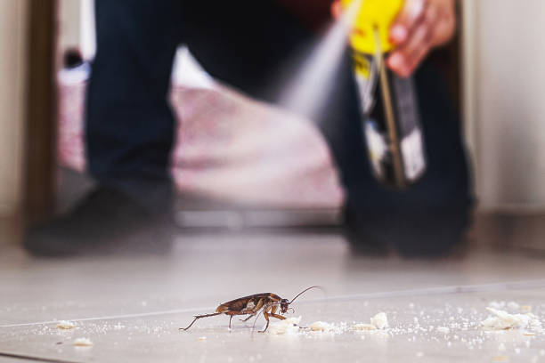 Best Affordable Pest Control Services  in Big Sandy, TX
